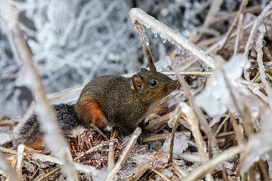 Codemasters野心3A游戏是WRC 《尘埃：拉力赛3》被砍